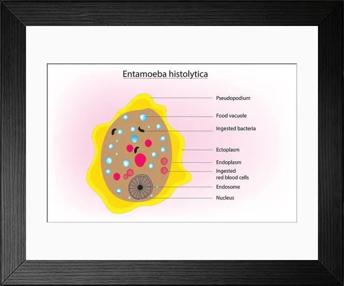 Framed Print : Biological anatomy of Entamoeba histolytica Framed Print : Biological anatomy of Entamoeba histolytica
