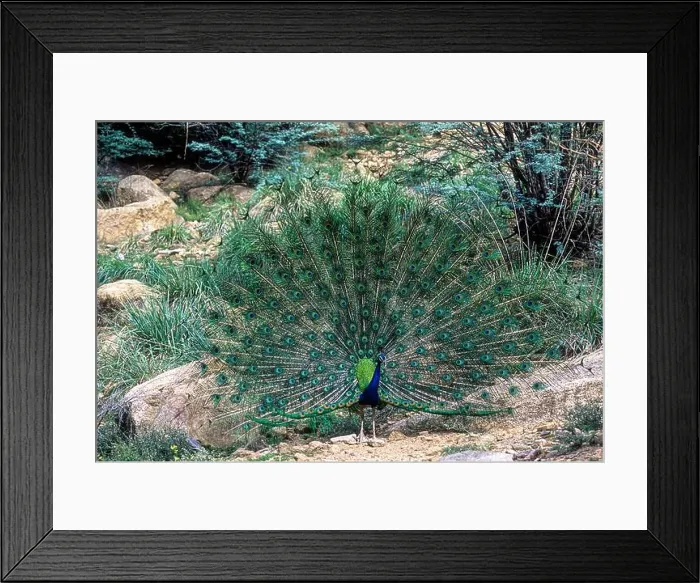 Framed Print : Dancing Indian Peafowl (Pavo cristatus) Peacock in Mudumalai National Park Framed Print : Dancing Indian Peafowl (Pavo cristatus) Peacock in Mudumalai National Park