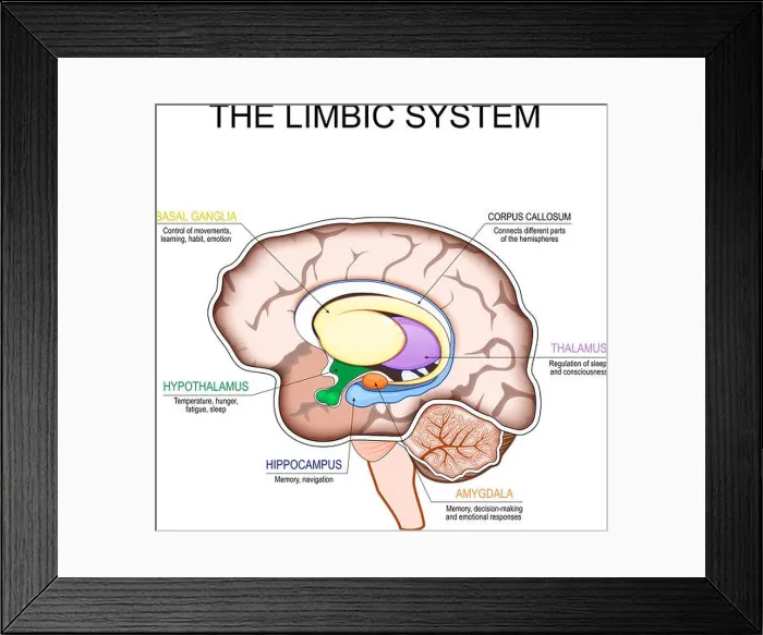 Framed Print : Limbic system. Cross section of a human brain Framed Print : Limbic system. Cross section of a human brain