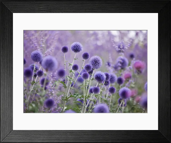 Framed Print : Purple globe thistles and lavender Framed Print : Purple globe thistles and lavender