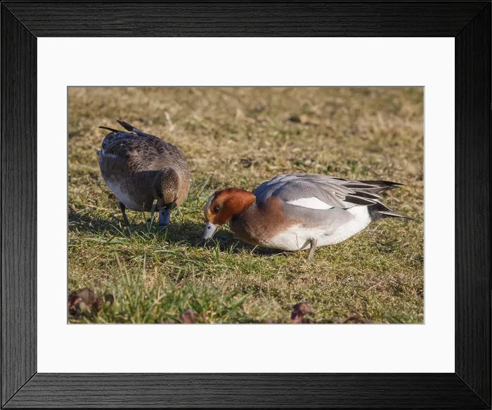 Framed Print : A pair of Wigeon grazing on grass Framed Print : A pair of Wigeon grazing on grass