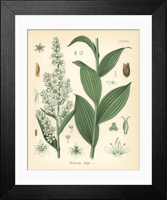 Framed Print : White hellebore, Veratrum album Framed Print : White hellebore, Veratrum album
