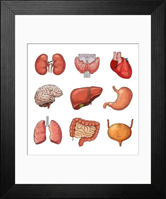 Framed Print : Human internal organs. Cartoon brain and heart Framed Print : Human internal organs. Cartoon brain and heart