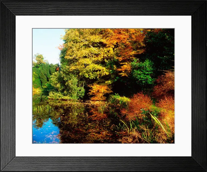 Framed Print : Altamont Garden, Co Carlow, Ireland; Lake And Foliage During Autumn Framed Print : Altamont Garden, Co Carlow, Ireland; Lake And Foliage During Autumn