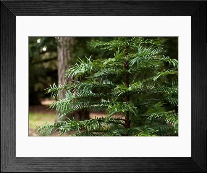 Framed Print : Young Wollemia nobilis, Wollemi Pine, tree Framed Print : Young Wollemia nobilis, Wollemi Pine, tree