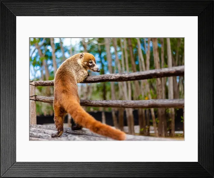 Framed Print : Beautiful wild animals Coati, Nasua in El Corchito Ecological Reserve in Progreso, Mexico during sunny day. Eco concept Framed Print : Beautiful wild animals Coati, Nasua in El Corchito Ecological Reserve in Progreso, Mexico during sunny day. Eco concept