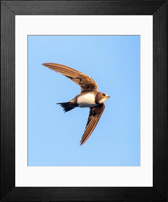 Framed Print : Alpine swift (Apus melba, Tachymarptis melba), in flight, seen from below, Spain, Merida Framed Print : Alpine swift (Apus melba, Tachymarptis melba), in flight, seen from below, Spain, Merida