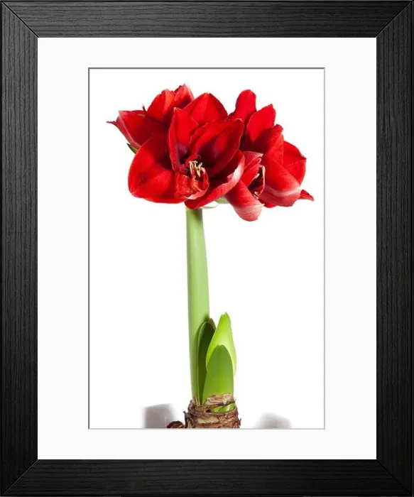 Framed Print : Amorita Danu® Hippeastrum, Amaryllis (Hippeastrum x hortorum) Framed Print : Amorita Danu® Hippeastrum, Amaryllis (Hippeastrum x hortorum)