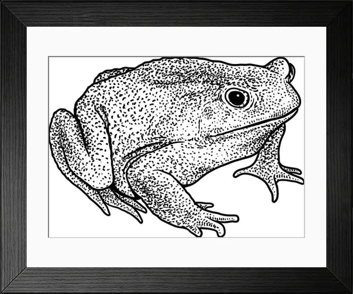 Framed Print : Cane toad illustration, drawing, engraving, ink, line art, vector Framed Print : Cane toad illustration, drawing, engraving, ink, line art, vector
