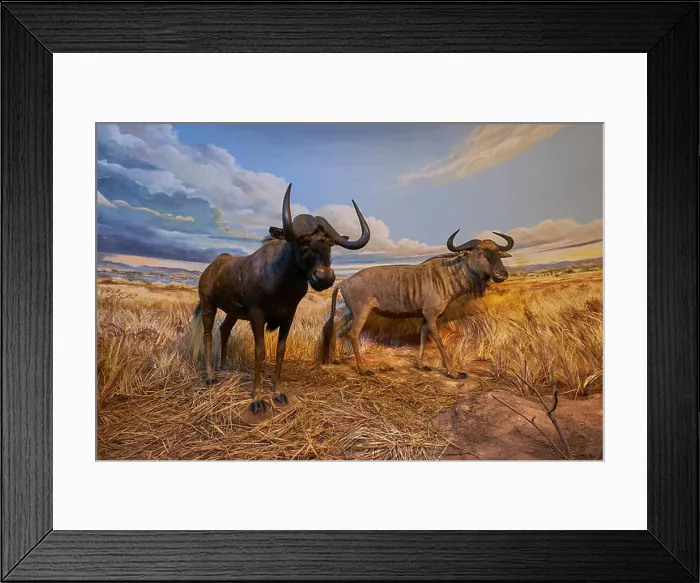 Framed Print : An example of two wildebeest in a taxidermy diorama at the Natural History Museum Satwa in Batu City, Indonesia Framed Print : An example of two wildebeest in a taxidermy diorama at the Natural History Museum Satwa in Batu City, Indonesia