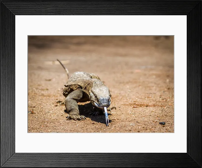 Framed Print : Nile monitor lizard in Kruger national park, South Africa ; Specie Varanus niloticus family of varanidae
