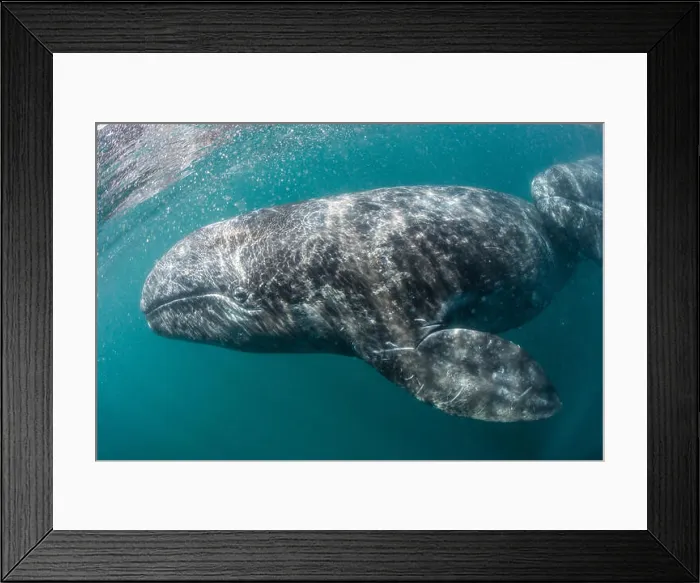 Framed Print : California gray whale (Eschrichtius robustus) mother and calf underwater in San Ignacio Lagoon Framed Print : California gray whale (Eschrichtius robustus) mother and calf underwater in San Ignacio Lagoon