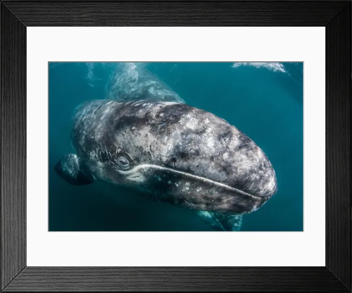Framed Print : California gray whale (Eschrichtius robustus) mother and calf underwater in San Ignacio Lagoon Framed Print : California gray whale (Eschrichtius robustus) mother and calf underwater in San Ignacio Lagoon