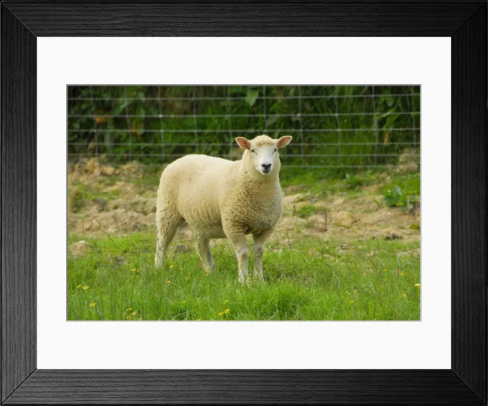 Framed Print : lamb sheep Kent Half-Bred sheep domestic farm farms farming hoofed mammal mammals animal animals domesticated livestock Framed Print : lamb sheep Kent Half-Bred sheep domestic farm farms farming hoofed mammal mammals animal animals domesticated livestock