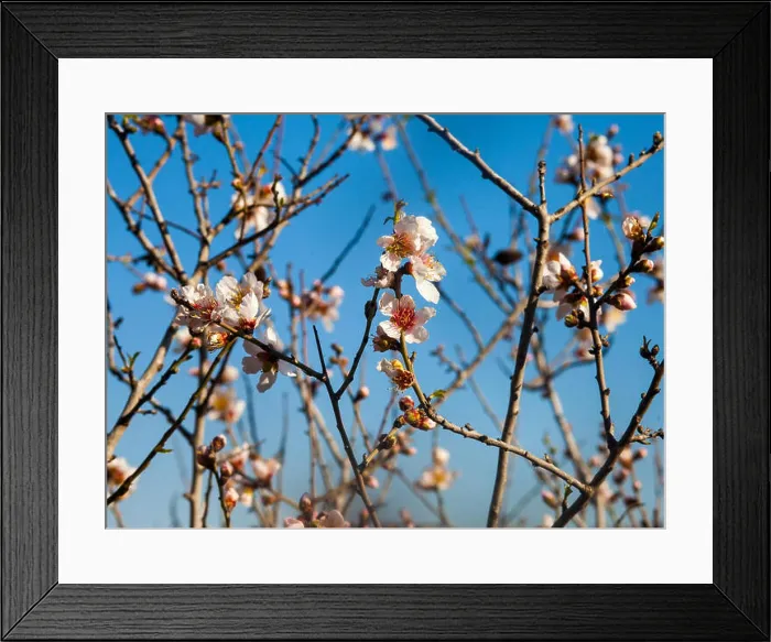 Framed Print : Closeup on early almond flowers starting to bloom in spring under bright sunlight Framed Print : Closeup on early almond flowers starting to bloom in spring under bright sunlight