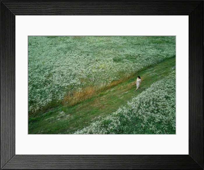Framed Print : Drone aerial view of woman in dress walking in flower blooming meadow Framed Print : Drone aerial view of woman in dress walking in flower blooming meadow