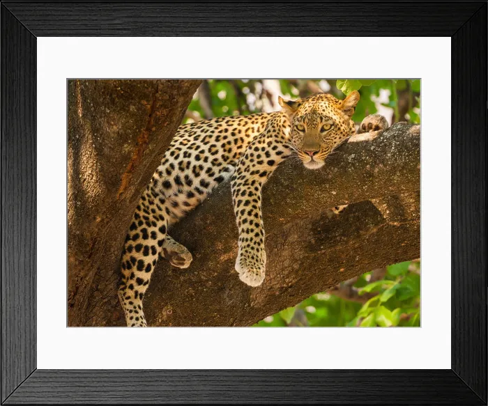 Framed Print : Leopard, Panthera pardus, Okavango Delta, Botswana Framed Print : Leopard, Panthera pardus, Okavango Delta, Botswana