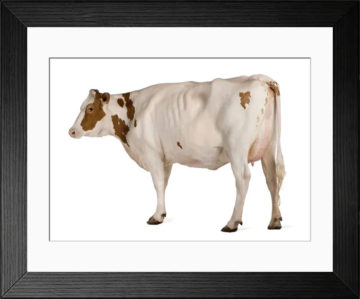 Framed Print : Holstein cow, 4 years old, standing against white background Framed Print : Holstein cow, 4 years old, standing against white background