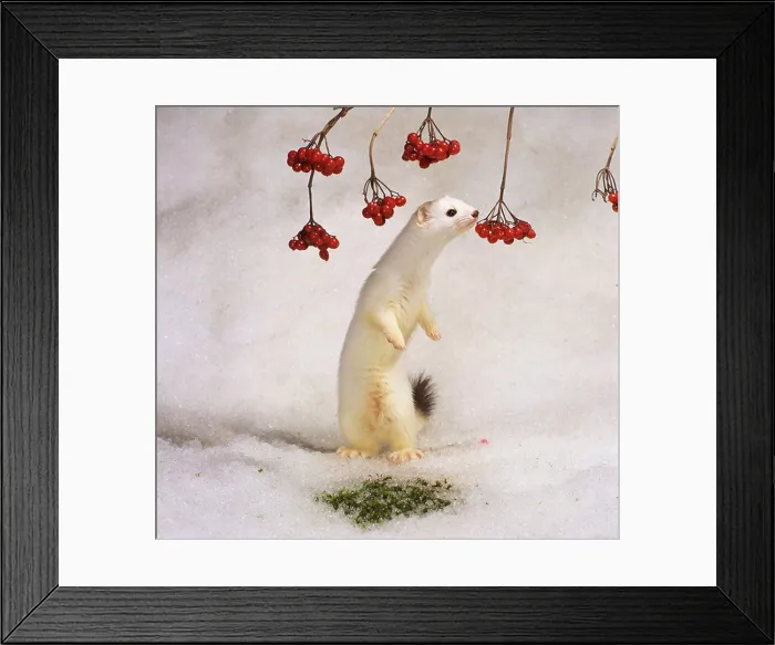 Framed Print : Ermine, Stoat (Mustela erminea) sitting on its haunches in snow while sniffing at red berries Framed Print : Ermine, Stoat (Mustela erminea) sitting on its haunches in snow while sniffing at red berries