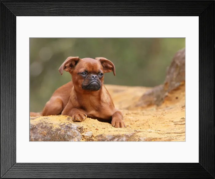 Framed Print : dog petit Brabancon / small Brabant Griffon / Belgian adult (red) lying on a rock Framed Print : dog petit Brabancon / small Brabant Griffon / Belgian adult (red) lying on a rock