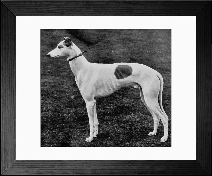 Framed Print : Mammals of other lands;. Mammals Framed Print : Mammals of other lands;. Mammals