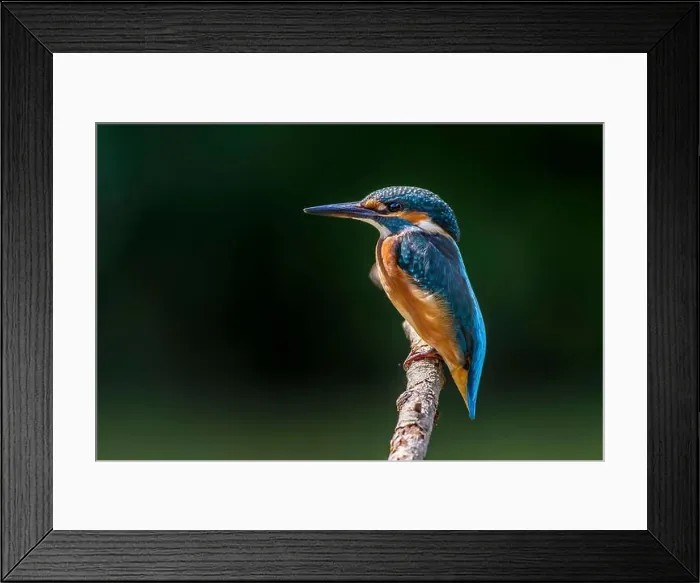 Framed Print : Eisvogel (Alcedo atthis) Framed Print : Eisvogel (Alcedo atthis)