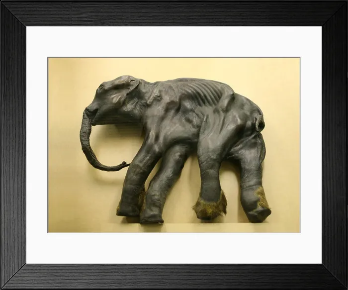 Framed Print : Mummy of the famous baby mammoth Dima in Zoological Museum in St Petersburg, Russia Framed Print : Mummy of the famous baby mammoth Dima in Zoological Museum in St Petersburg, Russia