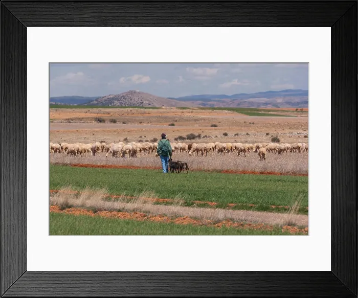 Framed Print : Shepherd, dog and his Flock of Sheep in fields of La Mancha, Guadalajara Province, Castilla la Mancha, Spain Framed Print : Shepherd, dog and his Flock of Sheep in fields of La Mancha, Guadalajara Province, Castilla la Mancha, Spain