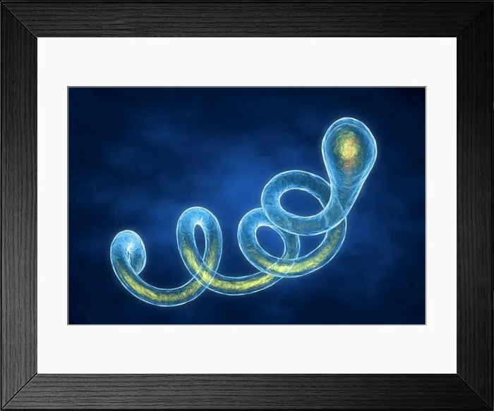 Framed Print : 3d illustration of a Spirochaete Borrelia bacterium Framed Print : 3d illustration of a Spirochaete Borrelia bacterium