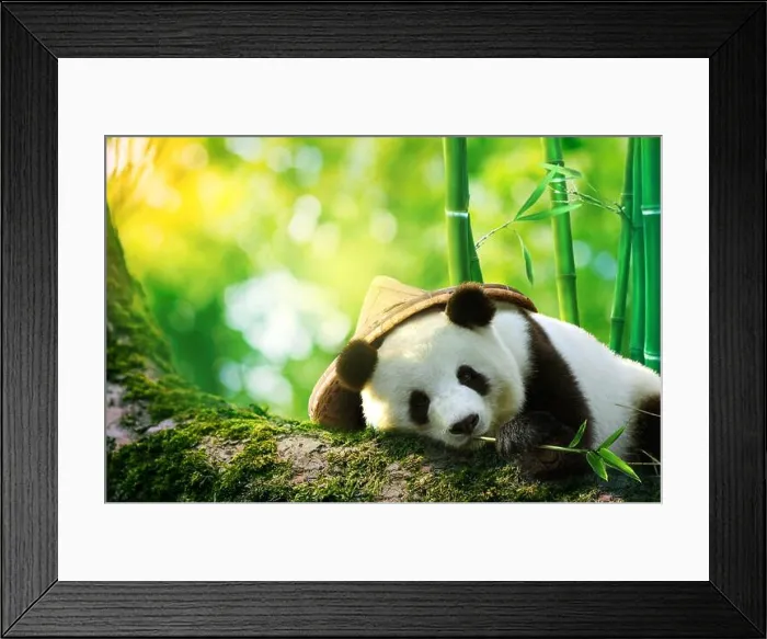Framed Print : Giant panda wearing a bamboo hat resting in a tree eating bamboo shoots Framed Print : Giant panda wearing a bamboo hat resting in a tree eating bamboo shoots