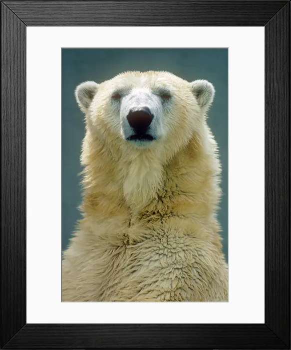 Framed Print : Polar Bear (Ursus maritimus, Thalarctos maritimus), portrait Framed Print : Polar Bear (Ursus maritimus, Thalarctos maritimus), portrait
