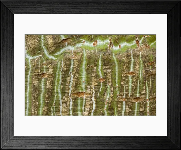 Framed Print : Close-up of Manchu snakebark maple bark showcasing distinctive striped patterns Framed Print : Close-up of Manchu snakebark maple bark showcasing distinctive striped patterns