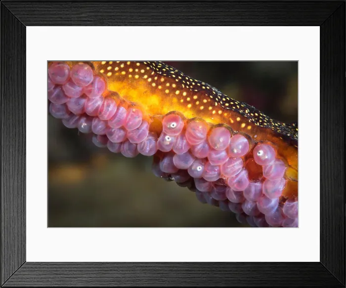 Framed Print : Weedy sea dragon with eggs, Tasmania, Australia Framed Print : Weedy sea dragon with eggs, Tasmania, Australia