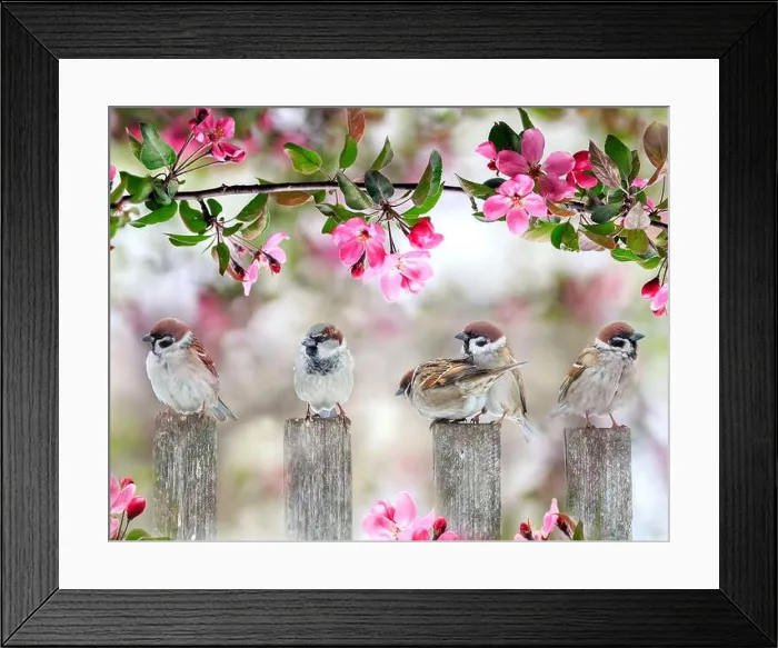 Framed Print : cute little birds sparrows sitting on wooden fence under blooming pink Apple tree branch in may garden on Sunny day Framed Print : cute little birds sparrows sitting on wooden fence under blooming pink Apple tree branch in may garden on Sunny day