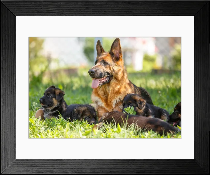 Framed Print : German shepherd with its puppies resting on grass