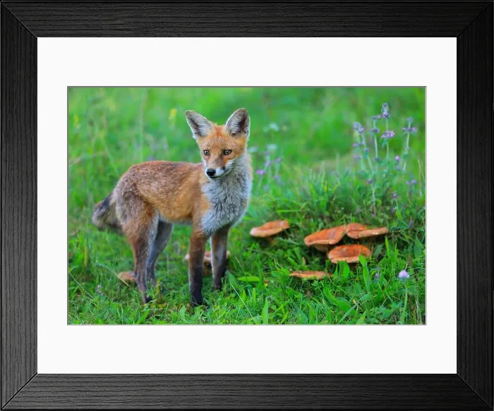 Framed Print : Red fox (Vulpes vulpes), young fox standing by a group of mushrooms Framed Print : Red fox (Vulpes vulpes), young fox standing by a group of mushrooms