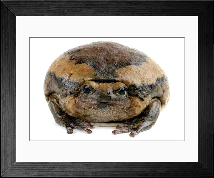 Framed Print : chubby frog, Asian painted frog (Kaloula pulchra), defence posture, head retracted, body swelled Framed Print : chubby frog, Asian painted frog (Kaloula pulchra), defence posture, head retracted, body swelled