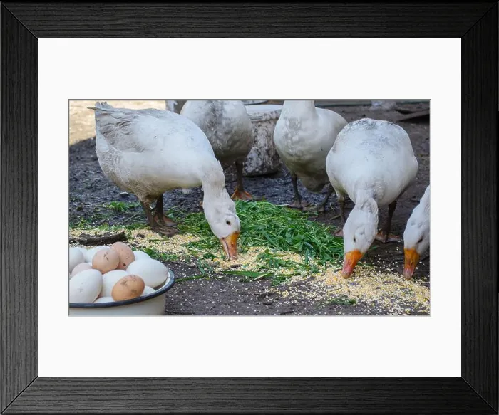 Framed Print : geese and chicken on the farm, eggs in a bowl. selective focus Framed Print : geese and chicken on the farm, eggs in a bowl. selective focus