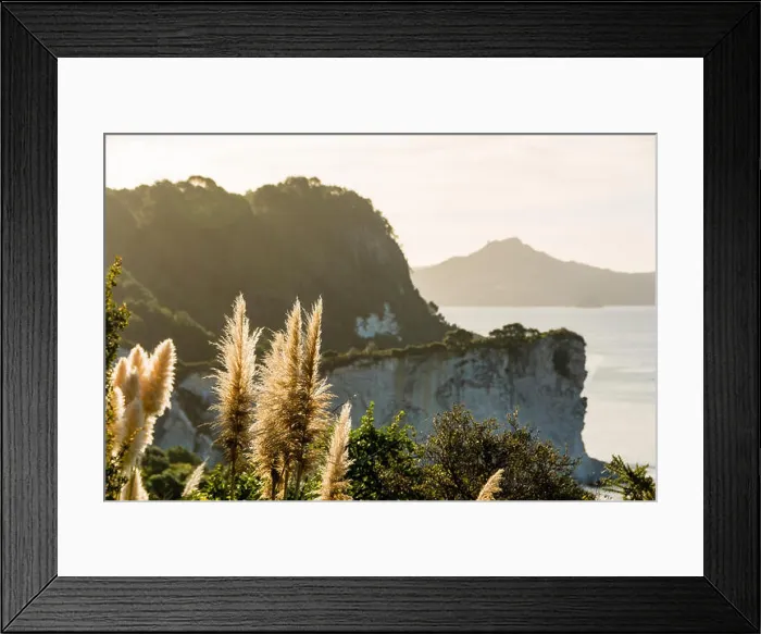 Framed Print : New Zealand, Waikato, Hahei, reeds on the coast of New Zealand in the evening sun Framed Print : New Zealand, Waikato, Hahei, reeds on the coast of New Zealand in the evening sun