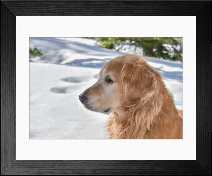 Framed Print : Closeup profile of a beautiful Golden Retriever in a snowy woods on a sunny day