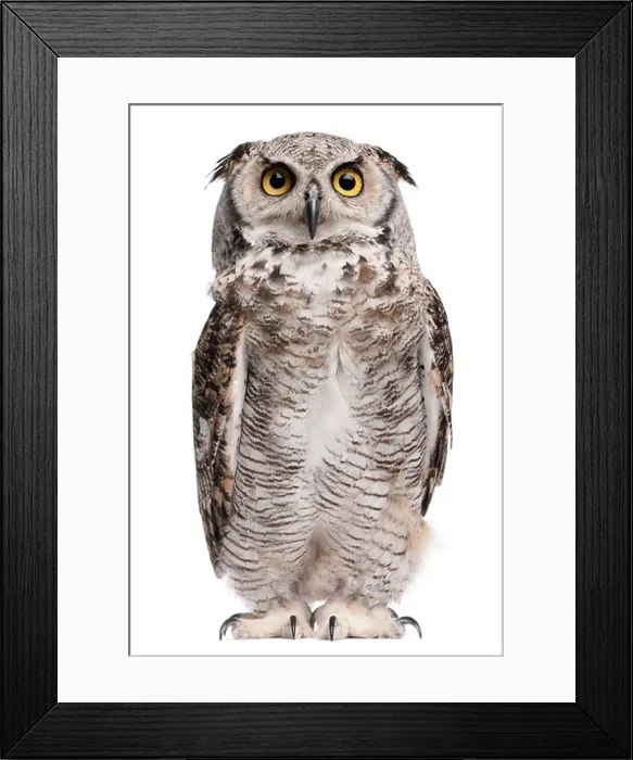 Framed Print : Great Horned Owl, Bubo Virginianus Subarcticus, in front of white background Framed Print : Great Horned Owl, Bubo Virginianus Subarcticus, in front of white background