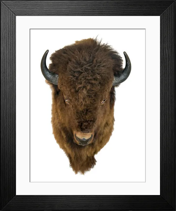 Framed Print : Bison head isolated on a white background. Buffalo trophy hanging on the wall Framed Print : Bison head isolated on a white background. Buffalo trophy hanging on the wall