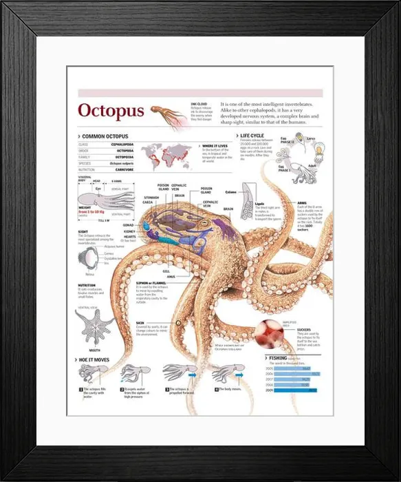 Framed Print : Infographics of the distribution Framed Print : Infographics of the distribution