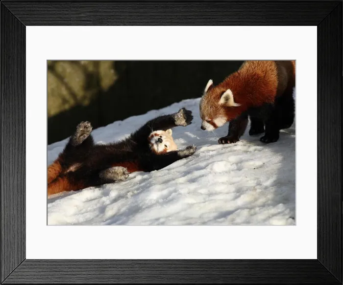 Framed Print : Red Pandas courting in the snow Framed Print : Red Pandas courting in the snow