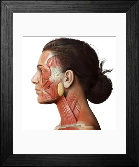Framed Print : 3d rendering medical illustration of Female head anatomy for education Framed Print : 3d rendering medical illustration of Female head anatomy for education