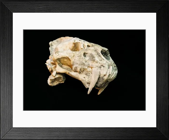 Framed Print : Skull Of Dirk Toothed Cat Megantereon Framed Print : Skull Of Dirk Toothed Cat Megantereon