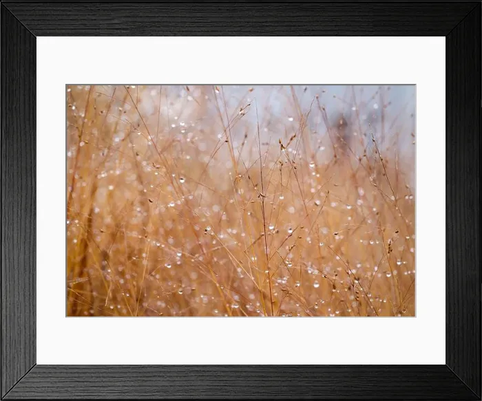 Framed Print : Macro close-up of dry grasses covered with dew droplets, glowing in soft golden light Framed Print : Macro close-up of dry grasses covered with dew droplets, glowing in soft golden light