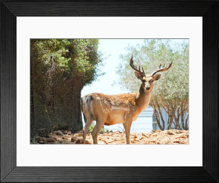 Framed Print : Israel Carmel Mountains Male Persian Fallow Deer Dama dama Mesopotamica Framed Print : Israel Carmel Mountains Male Persian Fallow Deer Dama dama Mesopotamica