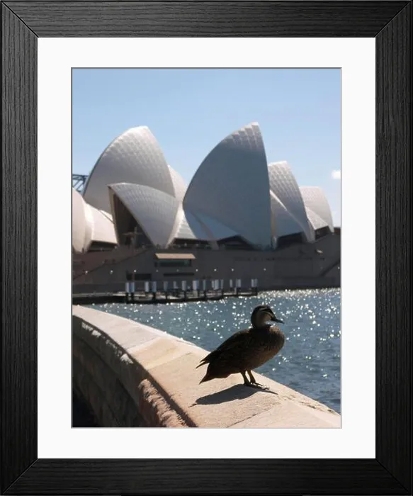 Framed Print : Duck in front of the Opera House in Sydney, Australia - Framed Print : Duck in front of the Opera House in Sydney, Australia -