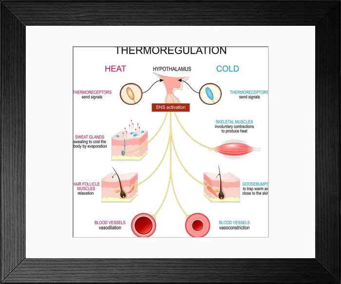 Framed Print : Thermoregulation. Homeostasis. Thermal balance Framed Print : Thermoregulation. Homeostasis. Thermal balance